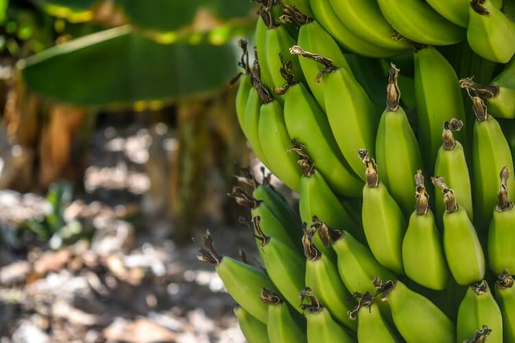 วิธีปลูกกล้วย: เคล็ดลับสำหรับผู้เริ่มต้น